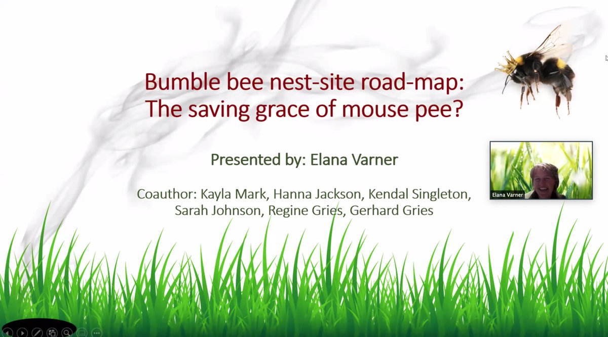 GriesLab's tweet photo. Next up @_Rationalizer_ expands an award winning talk (https://t.co/nB6KPDA5Om) on bumblebees and mouse pee from 3 min to a luxurious 10/12 min for #EntSoc2020/#ESBC2020. https://t.co/bpyS5NtoPR