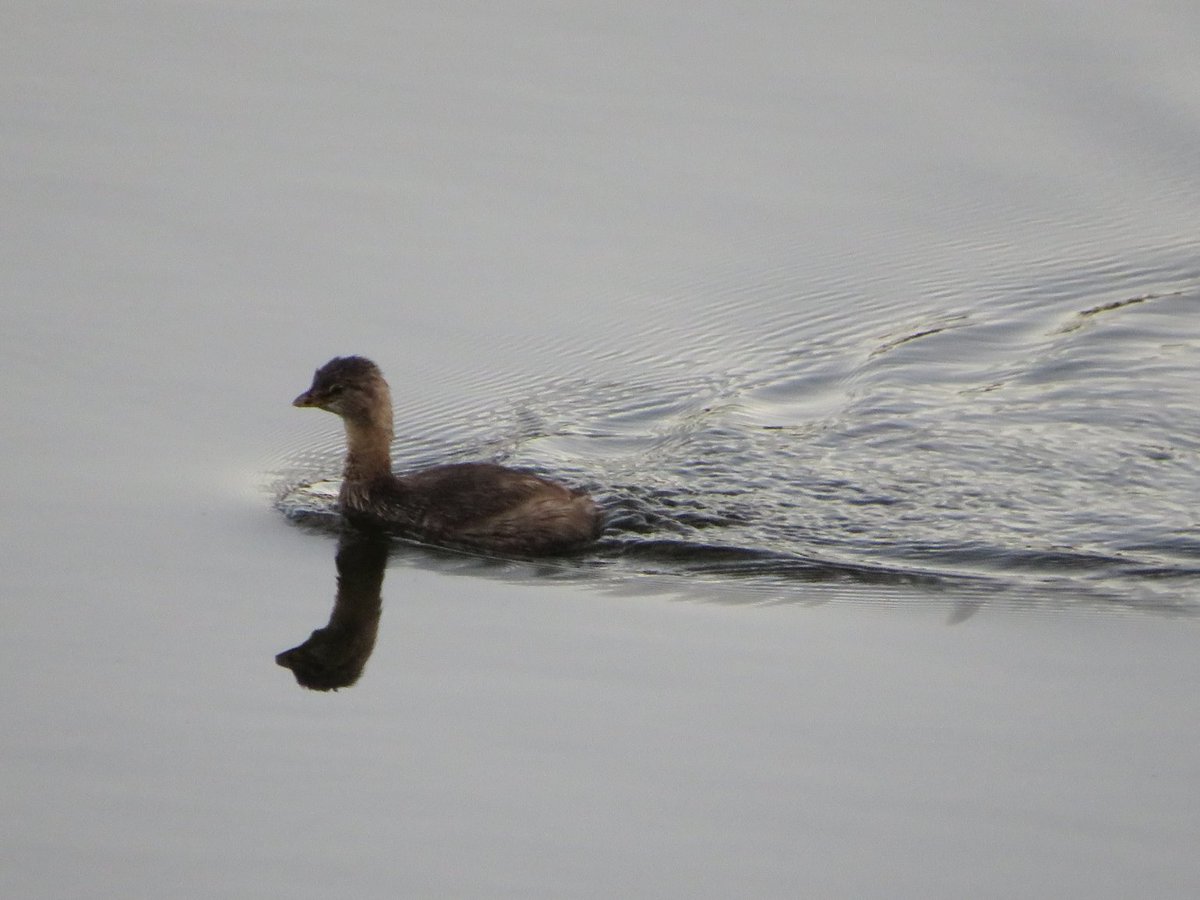 whatabirder's tweet photo. Happy to see my old friend the pied-billed grebe back for the season as of early October. #nature #grebes #birds #Texas #birding #Peace #zampullín #birdwatching https://t.co/IImtQPA9ln