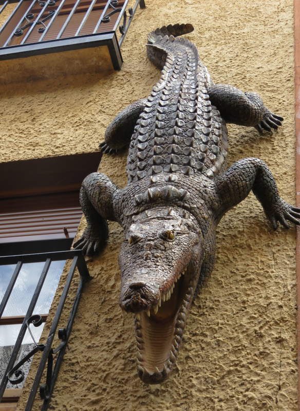 I found two other crocodiles, not ceiling, but wall crawlers, and they reside in Spain, one a church wall in La Mancha brought back from the Nile 400yrs sho and the other resides down a street in Medina de Rioseco, looking down at passerby’s.