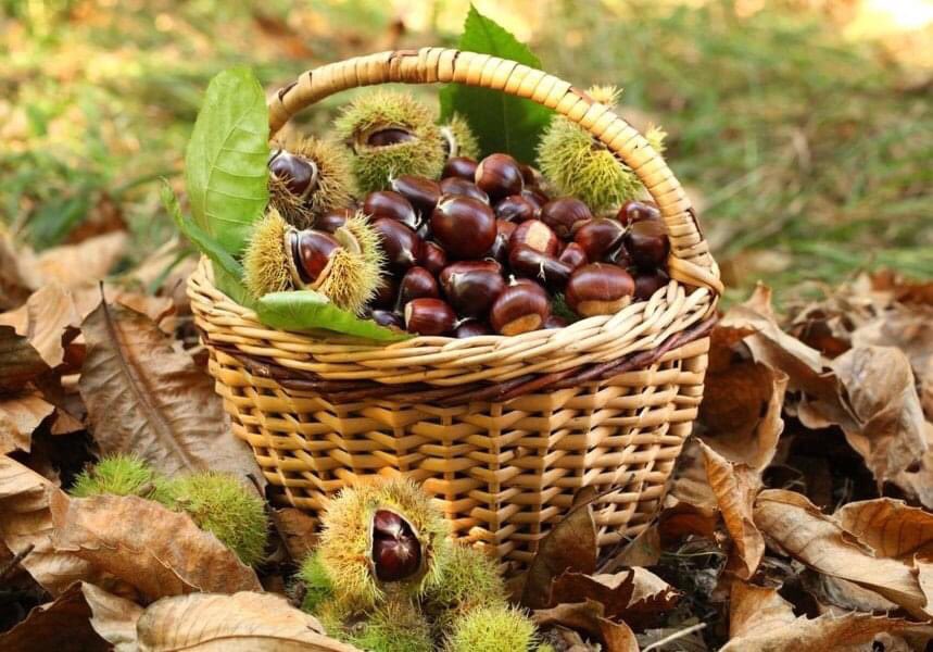 InfoLasomma's tweet photo. Di tutte le stagioni, l'autunno è quella che offre di più all'uomo e chiede di meno. 🍂🍁🍄🌰
#agriturismolasomma #agriturismo#funghi #vacanzeumbre #marroni #spoleto #spoletolovers #natura #autunno #isaporidellautunno #boscoincantato❤  🍂🍁🍄🌰
🍂🍁  https://t.co/vpaTrSth6U 🍄🌰 https://t.co/1LIv8rf53B