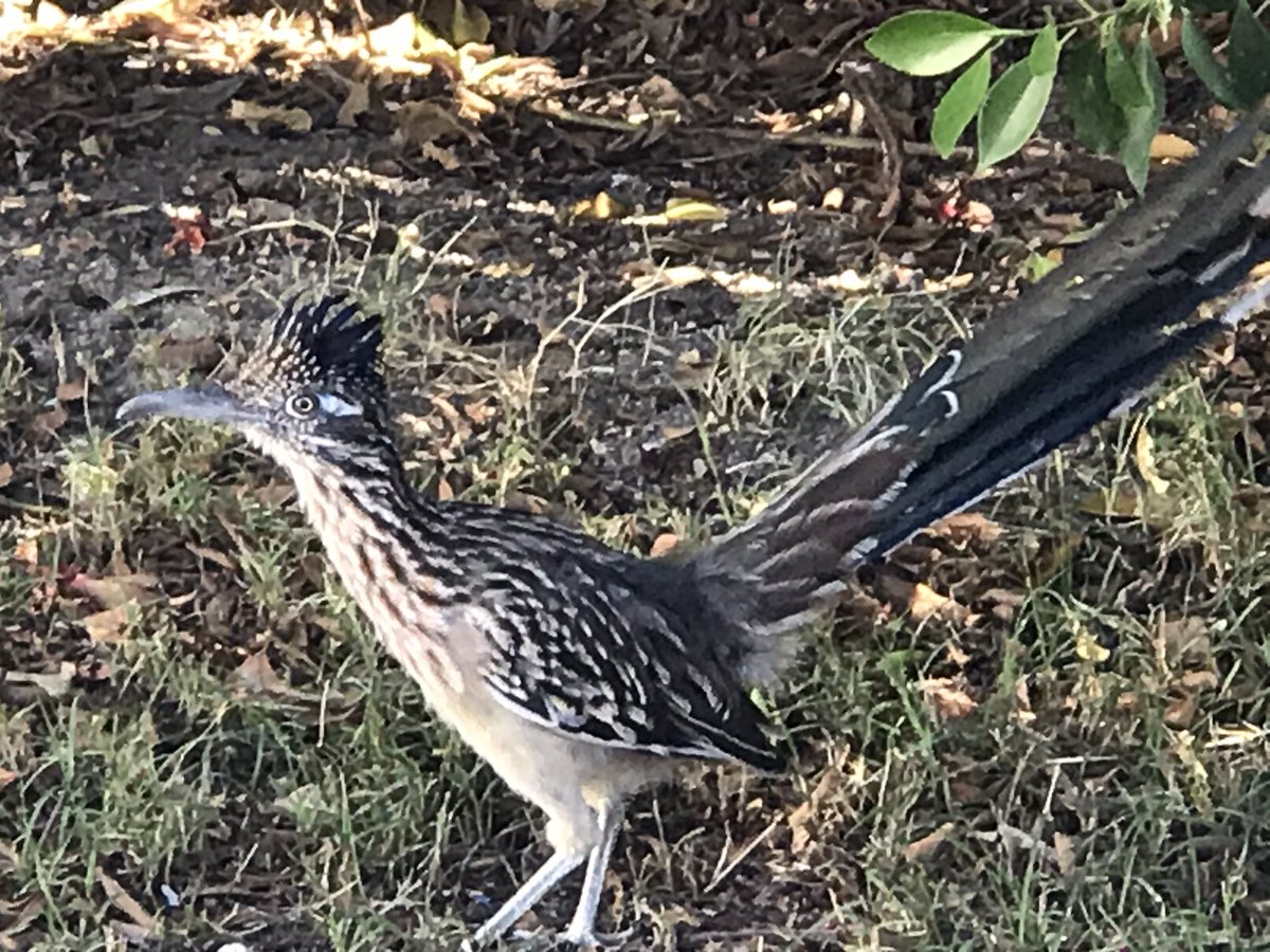 DreamscapeInvst's tweet image. The view from our soon to be on the market property in Palm Springs. #flippinseniors  are at it again!