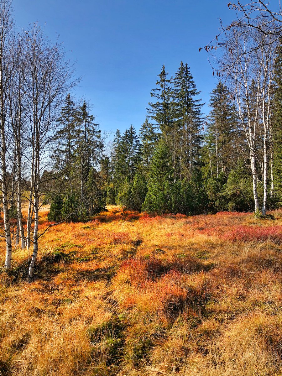 pilda_87's tweet photo. Dnešní počasí vyloženě řvalo pojď ven 🌞🌞🌞!!! Tak jsem šli🚶🏼🚶🏻♀️🚶🏻♀️🥾. Co Vám budu povídat, ta podzimní 🍂🍁 Šumava na Knížecích pláních a Bučině je prostě 😍. Snídaně s vyhlídkou na Alpské vrcholky ⛰. Skvěle strávená neděle na vzduchu 💚. @sumavanet @npsumava #sumava #sumavsko https://t.co/dciSiMIpoc