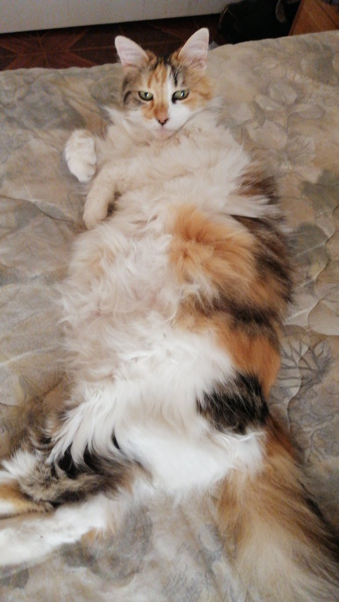 EAJARA's tweet photo. @bunnybattleaxe My fatcat 🤣 https://t.co/SHzlXS4MTu
