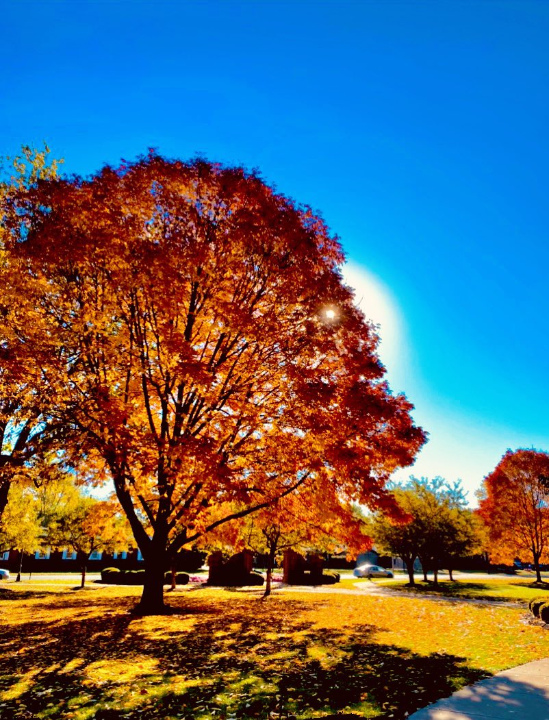 BenTaylorUF's tweet photo. #falldays. #getOily #oldMain https://t.co/vV1UdrSXRd