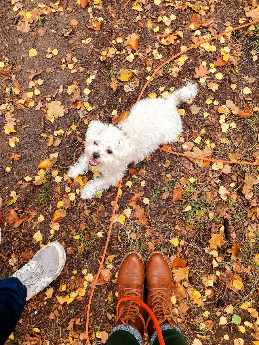 travel_moments_'s tweet photo. So viel Farbe ☺ Goldenes Laub, blauen Himmel und frische Waldluft haben wir heute im #Grunewald genießen können. Am #Hundekehlesee nicht weit vom S-Bahnhof entfernt, können Hunde frei laufen. Entsprechend war viel los und auch unsere Haley hatte großen Spaß! https://t.co/h0tI0L8ALw