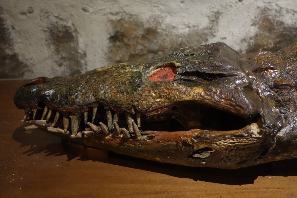 I found an ex voto crocodile preserved and encased in a glass box inside Ávila Cathedral. This one apparently nearly killed a Spanish man but thanks to st Mary intervening he was able to kill the crocodile. Taxidermy was very new then and crocs were the easiest to preserve.