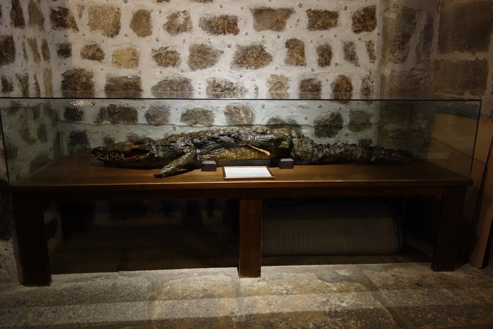 I found an ex voto crocodile preserved and encased in a glass box inside Ávila Cathedral. This one apparently nearly killed a Spanish man but thanks to st Mary intervening he was able to kill the crocodile. Taxidermy was very new then and crocs were the easiest to preserve.