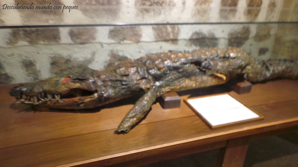 I found an ex voto crocodile preserved and encased in a glass box inside Ávila Cathedral. This one apparently nearly killed a Spanish man but thanks to st Mary intervening he was able to kill the crocodile. Taxidermy was very new then and crocs were the easiest to preserve.