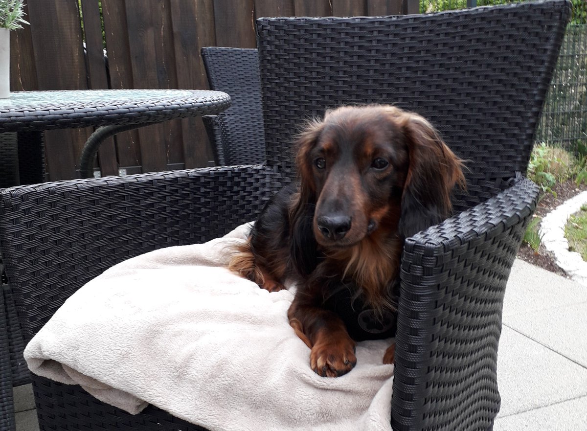 3DTelemarketing's tweet photo. @lesika_e Viele Grüße von Cookie (Cuki) und Familie - wir haben die Daumen gedrückt! :) https://t.co/hyzBjowfMK