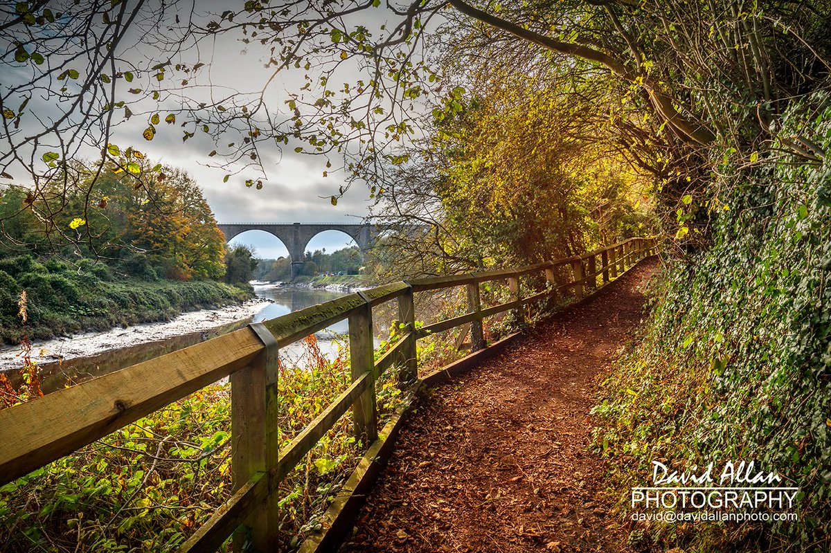 davidm_allan's tweet photo. Autumn leaves are fast disappearing and so too, the season's gorgeous golden palette. The banks of the Wear just now, upstream from Cox Green, Washington, Tyne &amp; Wear... @SunderlandUK @NorthEastTweets @BBCCountryfile @visitneengland @VisitEngland @VisitBritainPR #Autumn2020 https://t.co/KfHHorsQyt