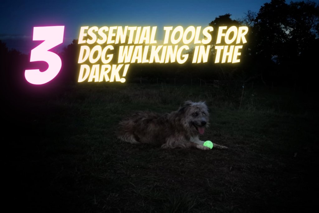 securedogfields's tweet photo. We have beautiful lights at Freedom Dog Trails but there are a few extra bits of kit that can make night time walkies a LOT more fun!

https://t.co/c3ioP6iFRf

#securedogfield #securewalks #enclosedfield https://t.co/rqOBcwAb8Y