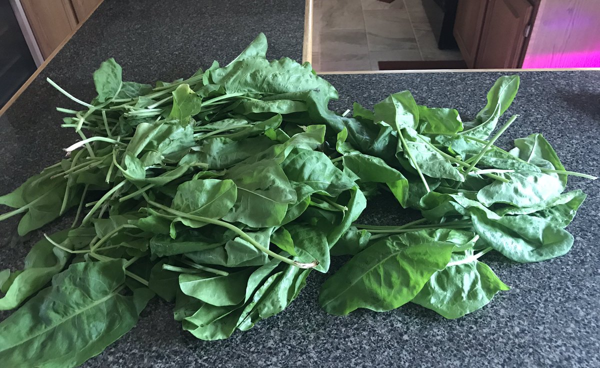 IowaJulie's tweet photo. It’s looking like a sorrel Sunday. https://t.co/U0iSrOKXmM
