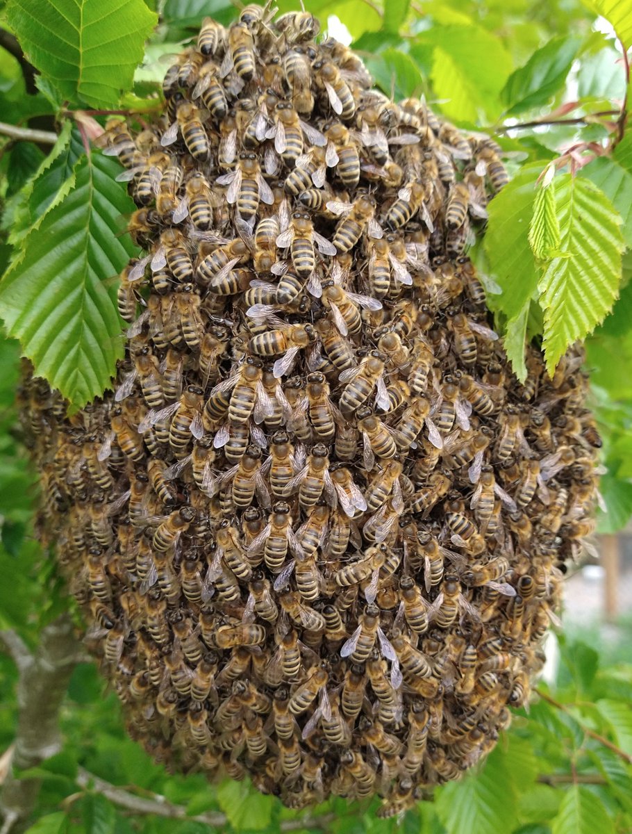 beekeepingkids's tweet photo. Another photo from our Bee Team photographer age 11, our 'exciting news' is something to do with photos...any ideas?
#BeekeepersHour @britishbee  @Scotbeekeepers @B_J_Sherriff @plantmadman @BeeCraftMag @B_Strawbridge https://t.co/Q6oMje83DD