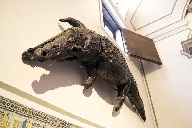In the Colegio del Patriarca (or Seminario del Corpus Christi) there’s is the “Dragon of the Patriarch,” that hangs on the wall in the atrium and has quite a story attached, though it’s supposedly brought back from S. America during Spanish expeditions.So a black caimen instead.