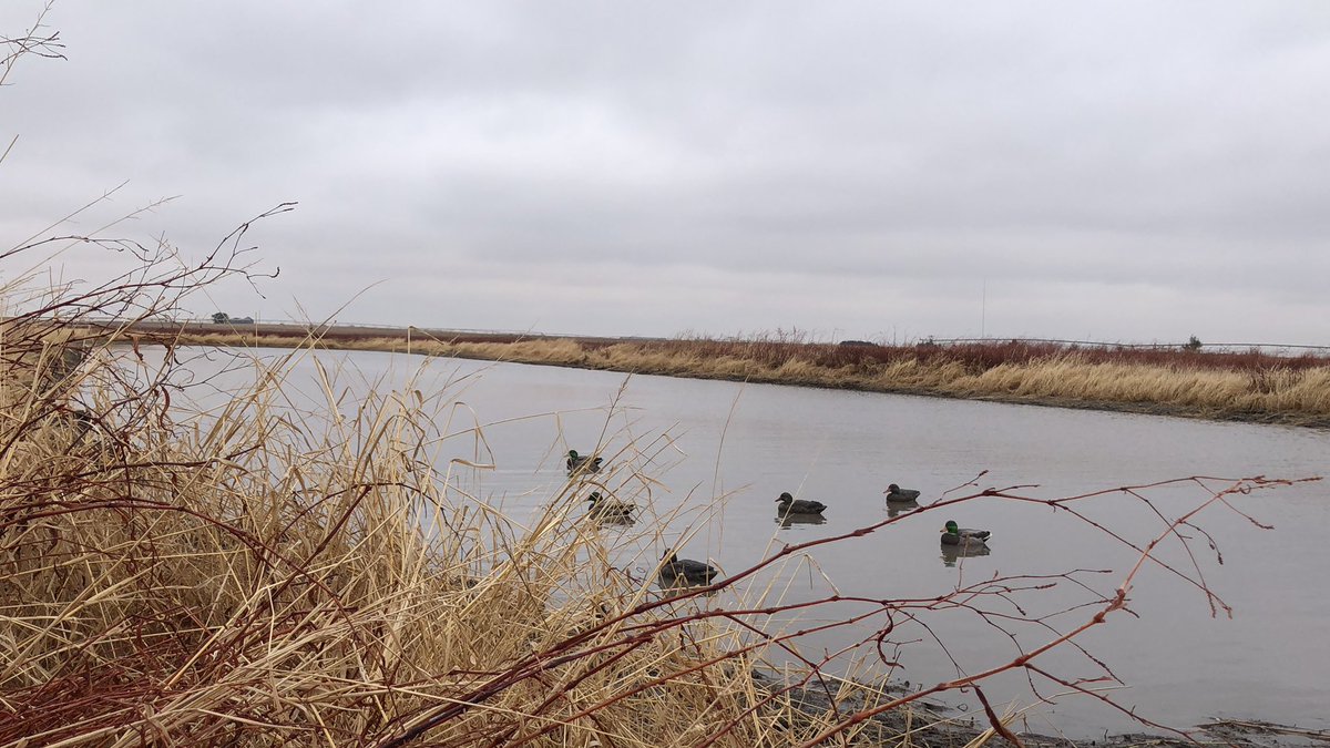No better way to spend a Sunday afternoon!🦆