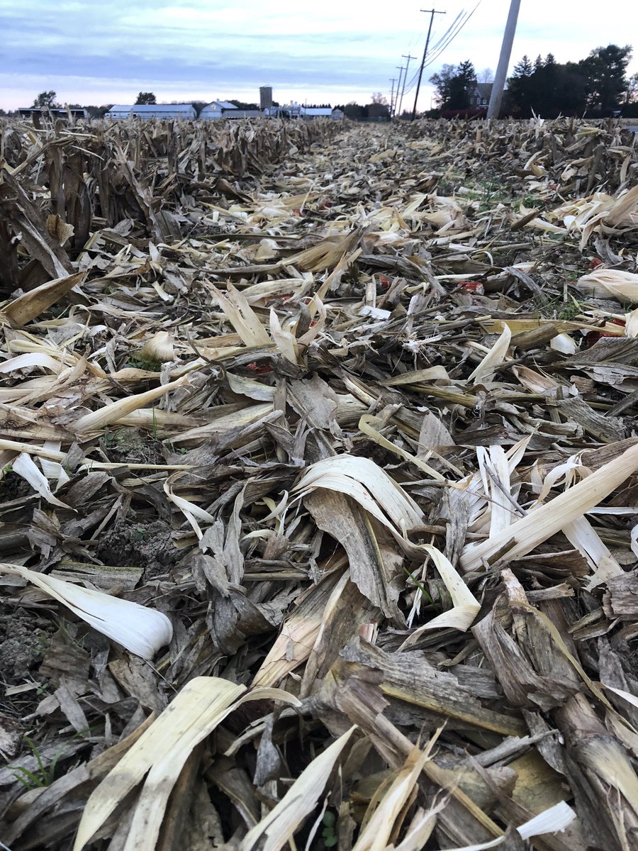 My morning: noticed the awesome photo op in the harvested cornfield, and tread very carefully through the cobs that littered the side of the road.
#mgl #girlsmustlax #longrunsunday #sixoutofteneffort
2/3 https://t.co/45R8cHLu2R