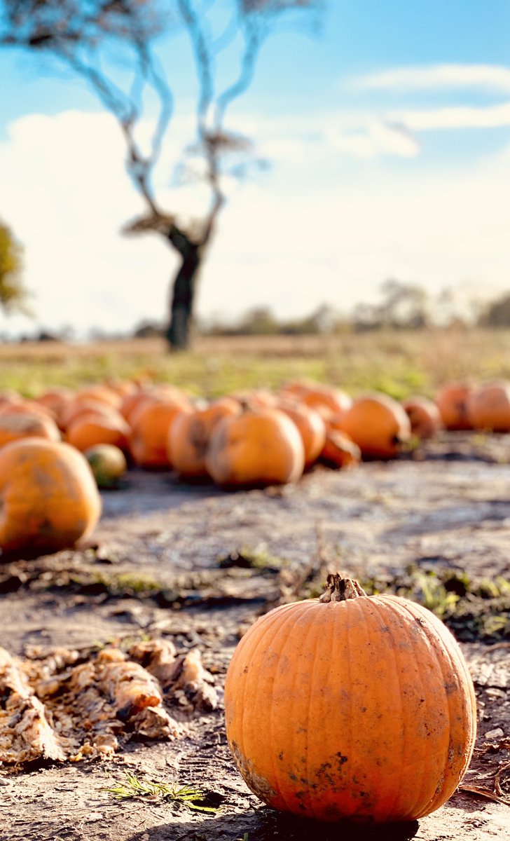 Pumpkin picking was so much fun 🎃🎃 now... time to carve #pumpkinpatch #Halloween