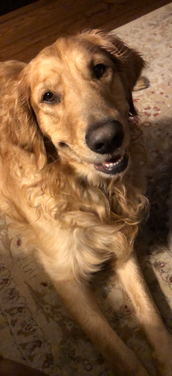 Curstinleanne's tweet photo. FaceTiming Milo while she’s at her grandparents 😍 https://t.co/c1Zeo1mTVB