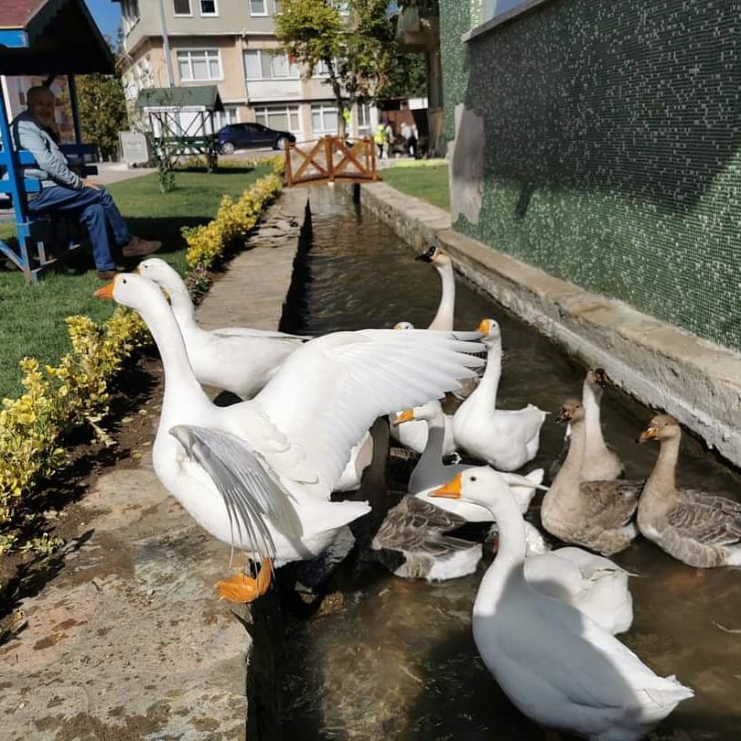 PinarhisarBel's tweet photo. Başkanımız Sn. İhsan Talay Dere mahalle parkının tanıtımını yaptı. Sn.Talay ;
"#Pınarhisar’ımızı #renklendirmeye devam ediyoruz
#Dere Mahallemizde #atıl durumda bulunan yıllardır unutulmuş mahallemizin #simgesi olan deremizi #toparlayıp vatandaşlarımızın hizmetine sunduk"dedi. https://t.co/MYEhBrzEPu