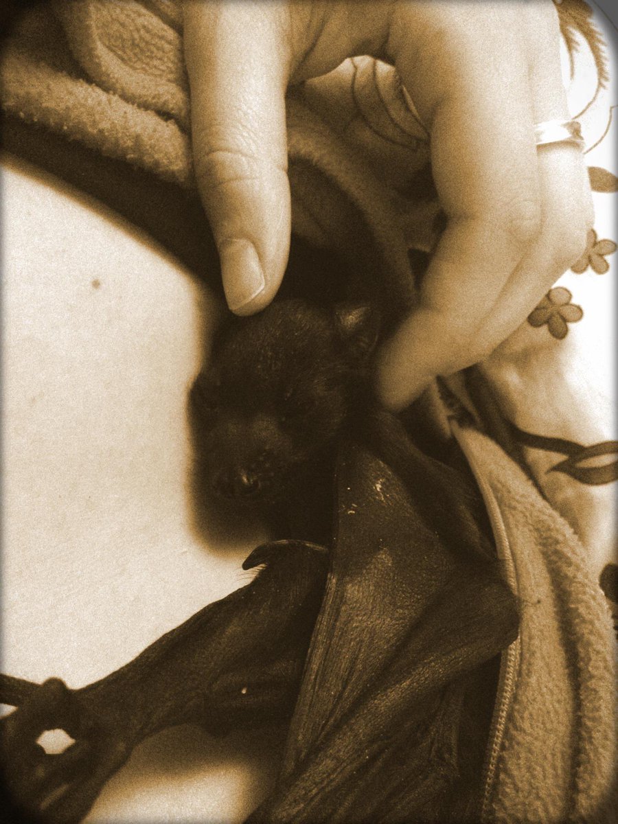 Zubat This was a premature Indian fruit bat baby which I raised