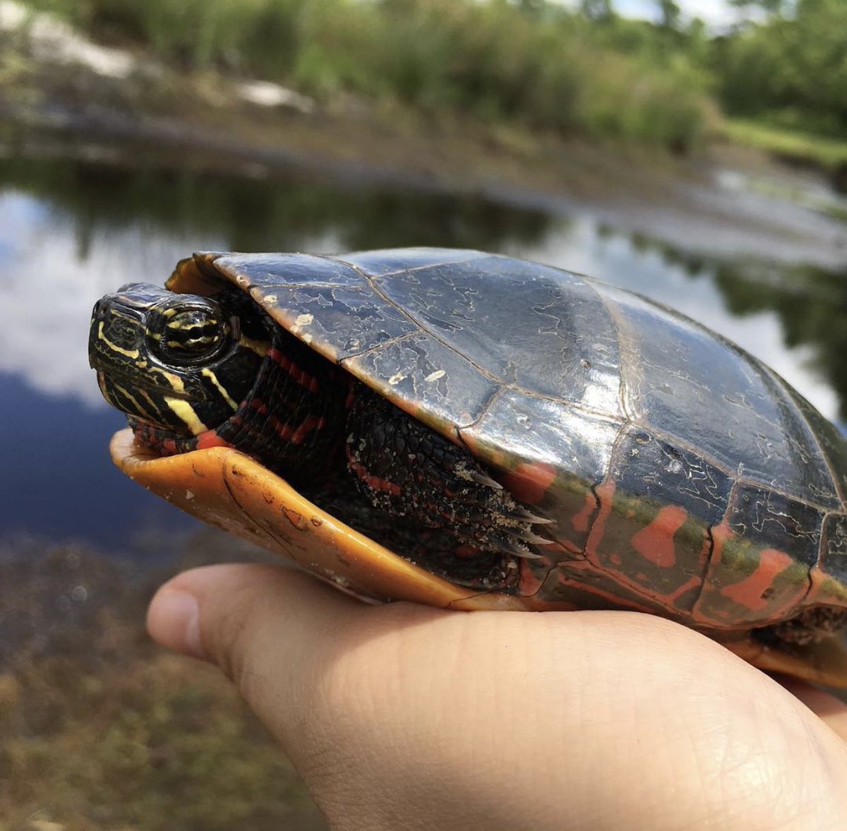 Squirtle!This is a painted turtle I found in the New Jersey Pine Barrens and moved off of the road