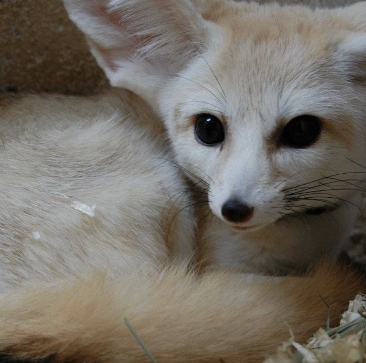 Eevee! This is Tito the fennec fox