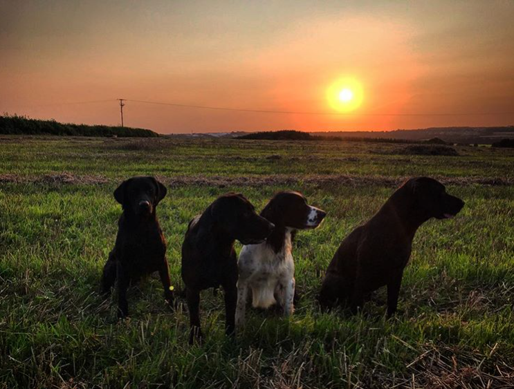 Chudleys tweet media