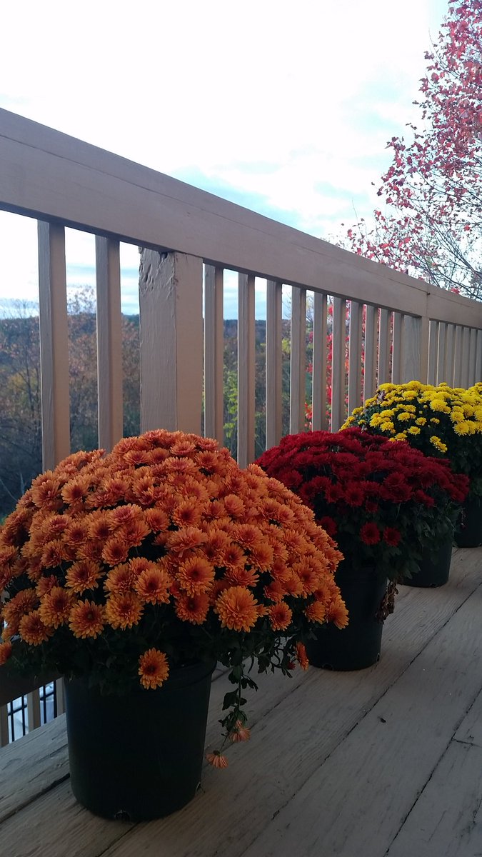 jacicapp's tweet photo. #Fall #mums https://t.co/fo827IK6sl