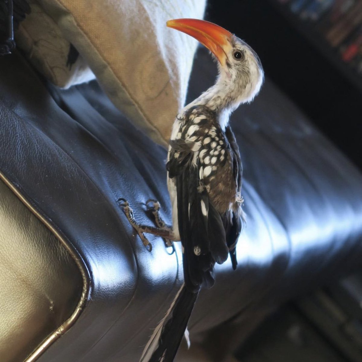 FearowThis guy needs no introduction. Grinchy, the red billed hornbill. 