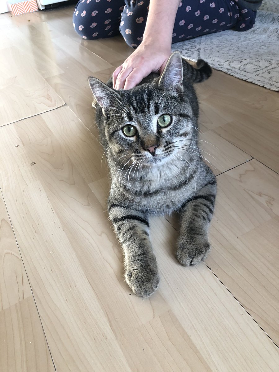 bignarutoenergy's tweet photo. Hi if someone in Edmonton wants to adopt a sweet little kitten PLEASEEEE contact me. He is around six months old and is very well behaved and sweet but needs training and a good home. https://t.co/RnpZEsXqvk