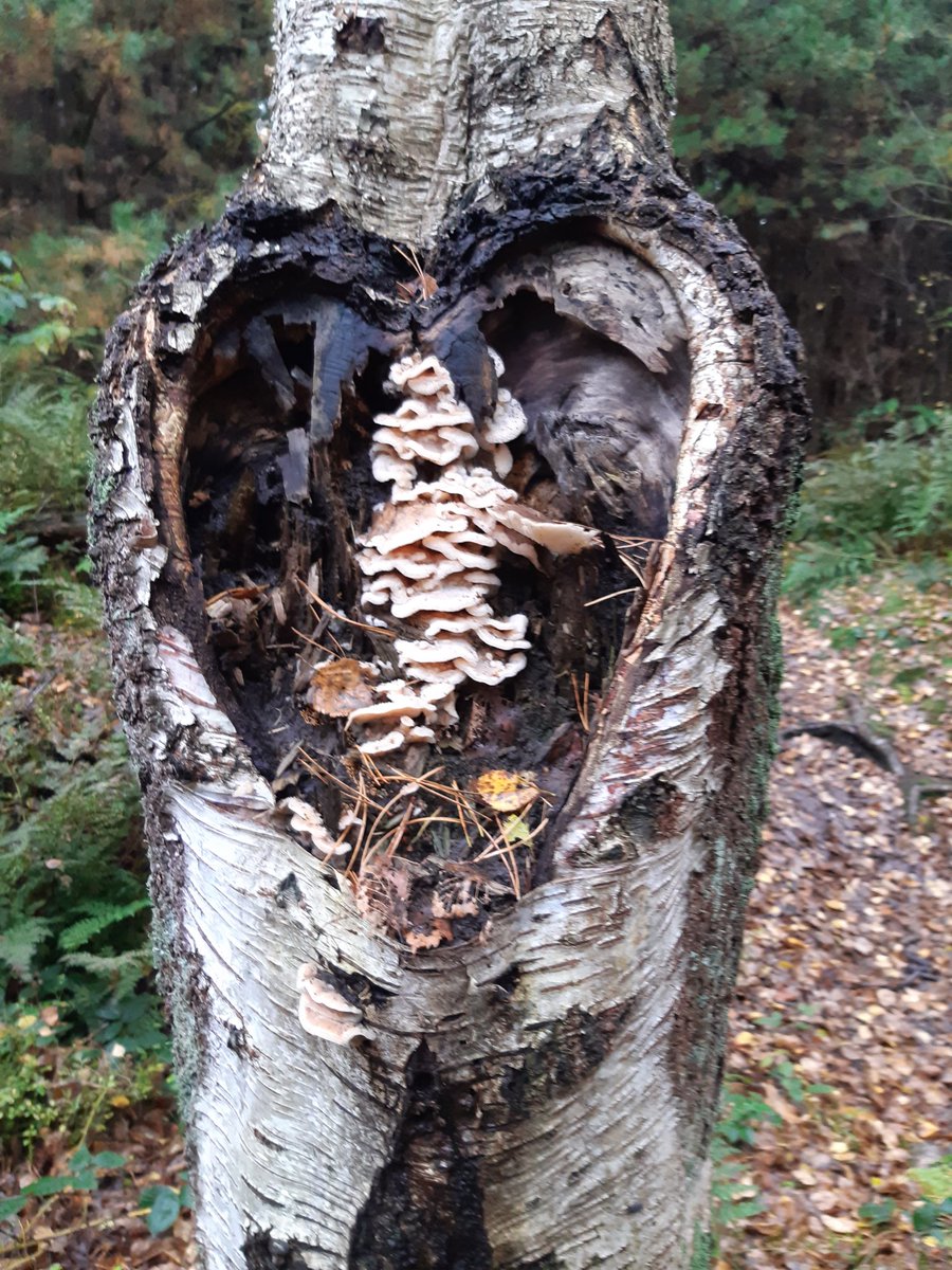 In het Asser bos