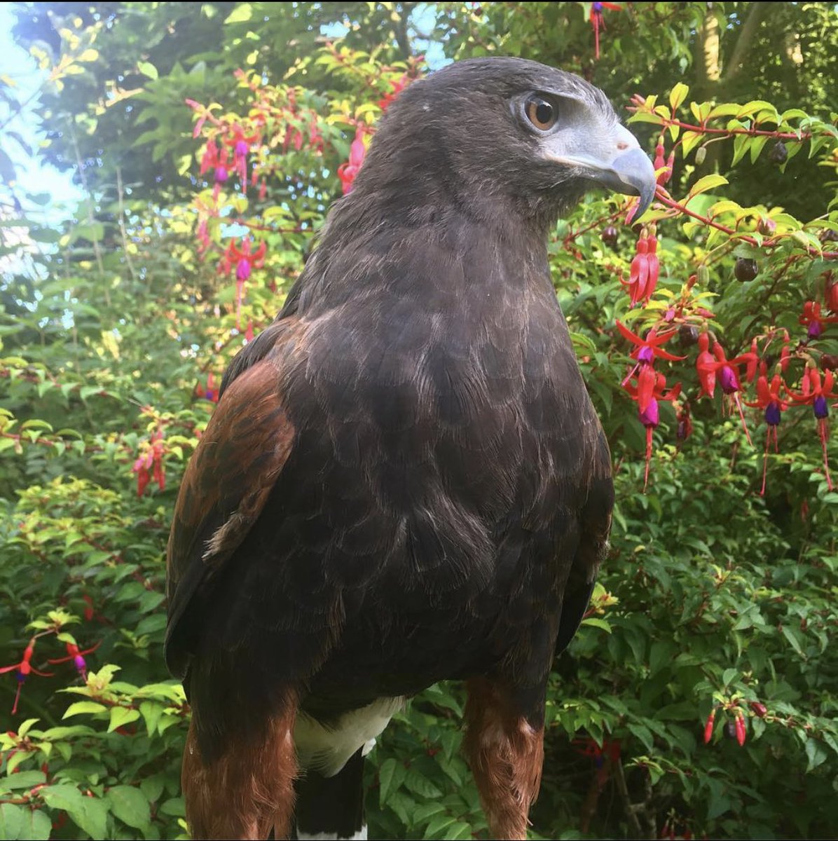 PidgeotThis is Aztec, the Harris hawk. We used to hunt rabbits together for the ferrets dinner.