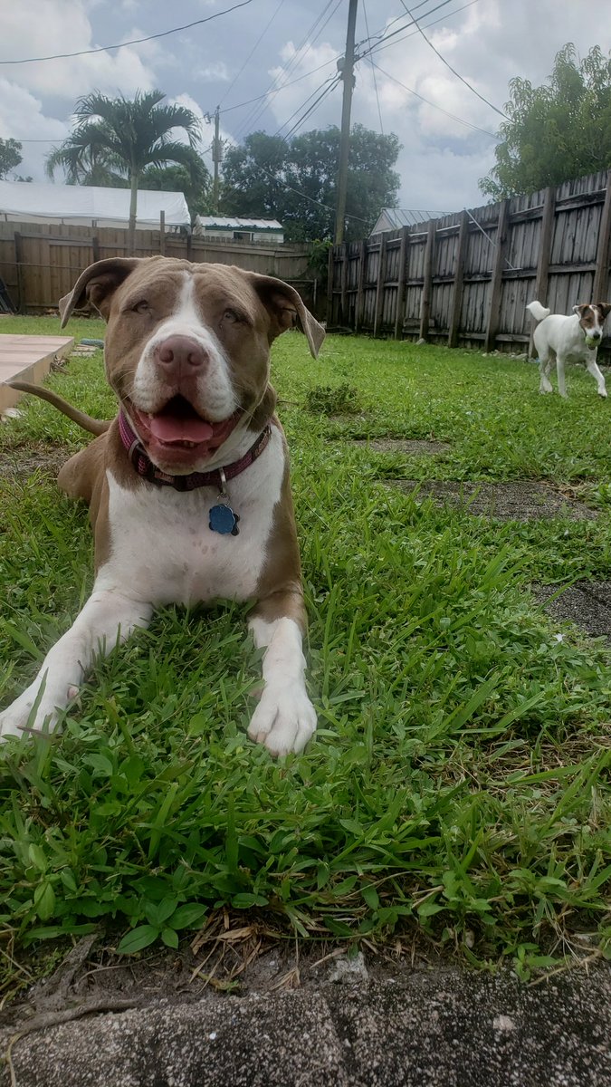 240sxLuva's tweet photo. @jetbud Looks a lot like mine 😍  meet Penelope and Pickles (back right) 🥰 https://t.co/ckqQRiY7xg