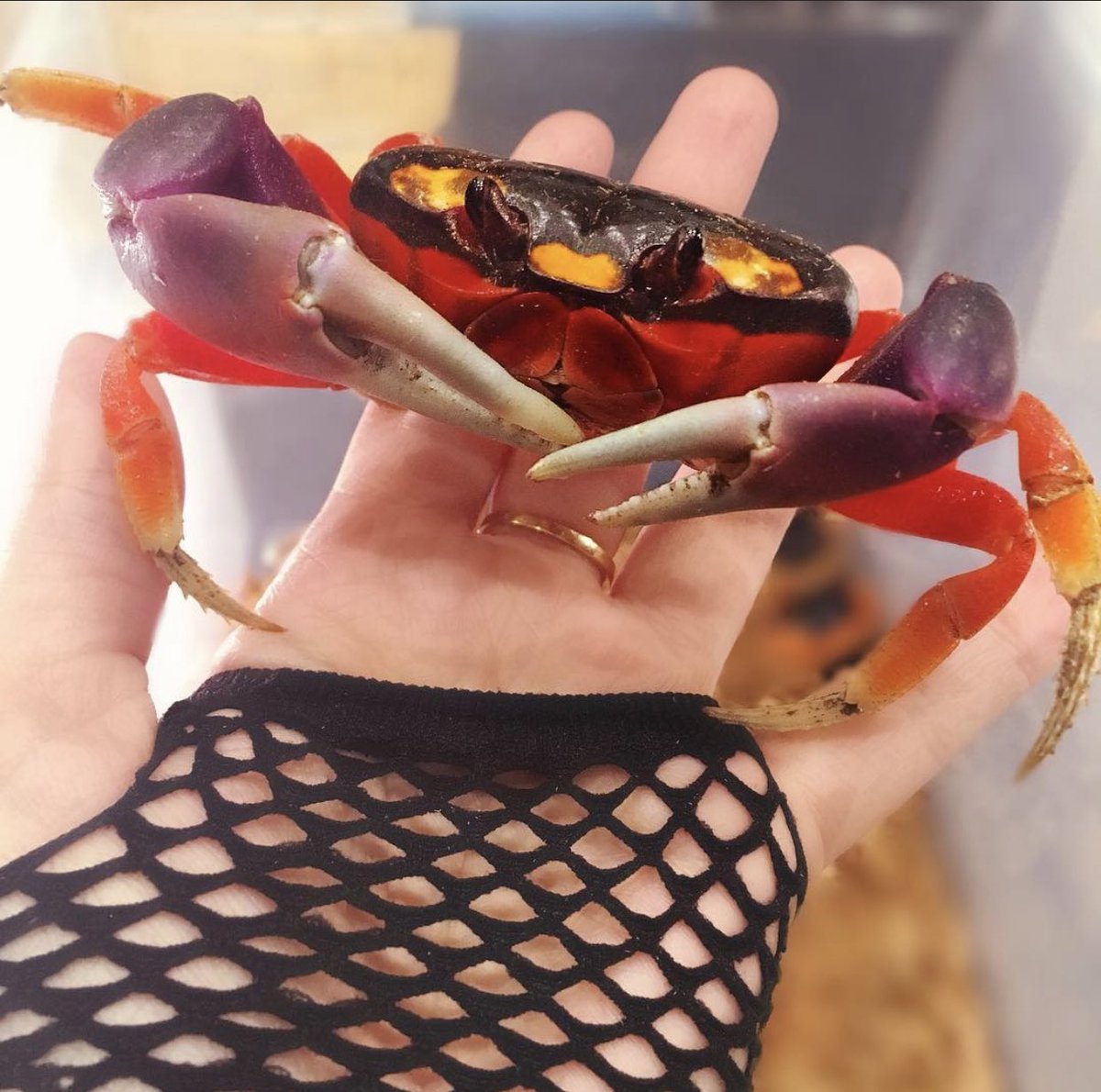 Krabby!Aka Picasso, the Halloween crab. He didn’t make it through one of his mounts back in 2018, once again proving that crabs are super delicate no matter how experienced you are, and don’t make good pets