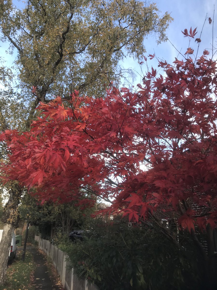 GedCarter1's tweet photo. #flixton colour. Great afternoon keeping in touch with residents, especially Sally on Balmoral - &amp; loved the gorgeous colours on Sunningdale Rd. Get in touch if you need any help / advice #LabourParty ⁦@Trafford_Labour⁩ ⁦⁦@GarfieldThomas⁩ ⁦@Shirley4Flixton⁩ https://t.co/2RzqlOYBW0