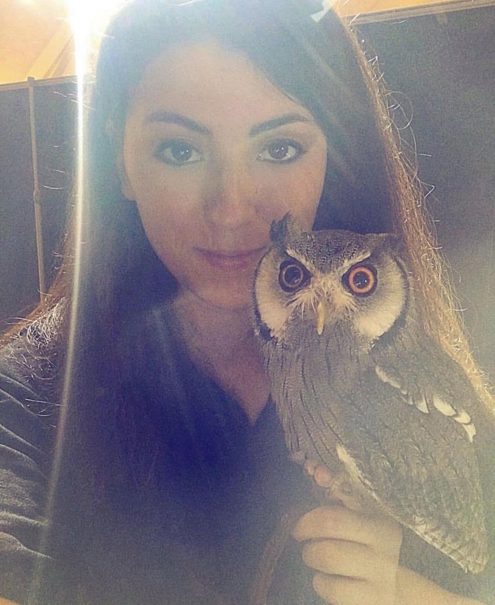 Hoothoot Aka Mooi, the white faced scoops owl. We worked together for almost a decade. These owls purr and and are most diurnal, meaning they are active during the day. Scops owls have a global range.