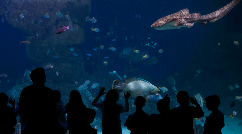 The National Maritime Aquarium is an award-winning marine aquarium in Plymouth, Devon. Operated by the Ocean Conservation Trust, it is the largest aquatic museum in the UK.

cottages-to-rent.co.uk/blog/visitor-a…

#TravelBlog #UKVisitorAttractions #Plymouth
