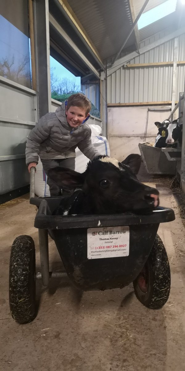 traceyroan's tweet photo. Not the correct way to use the @calfbarrow but they both seem to be enjoying themselves....

#teamdairy #calfbarrow #anotherone 🐄 #colvendholsteins https://t.co/efEU7cVMMr