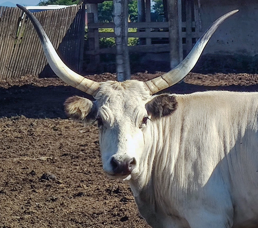 Ну, задав я цій пані п'ять питань... І що?
Після першого ж здивовано підняла брови і надовго замовкла... Навіть "Га?" не сказала...