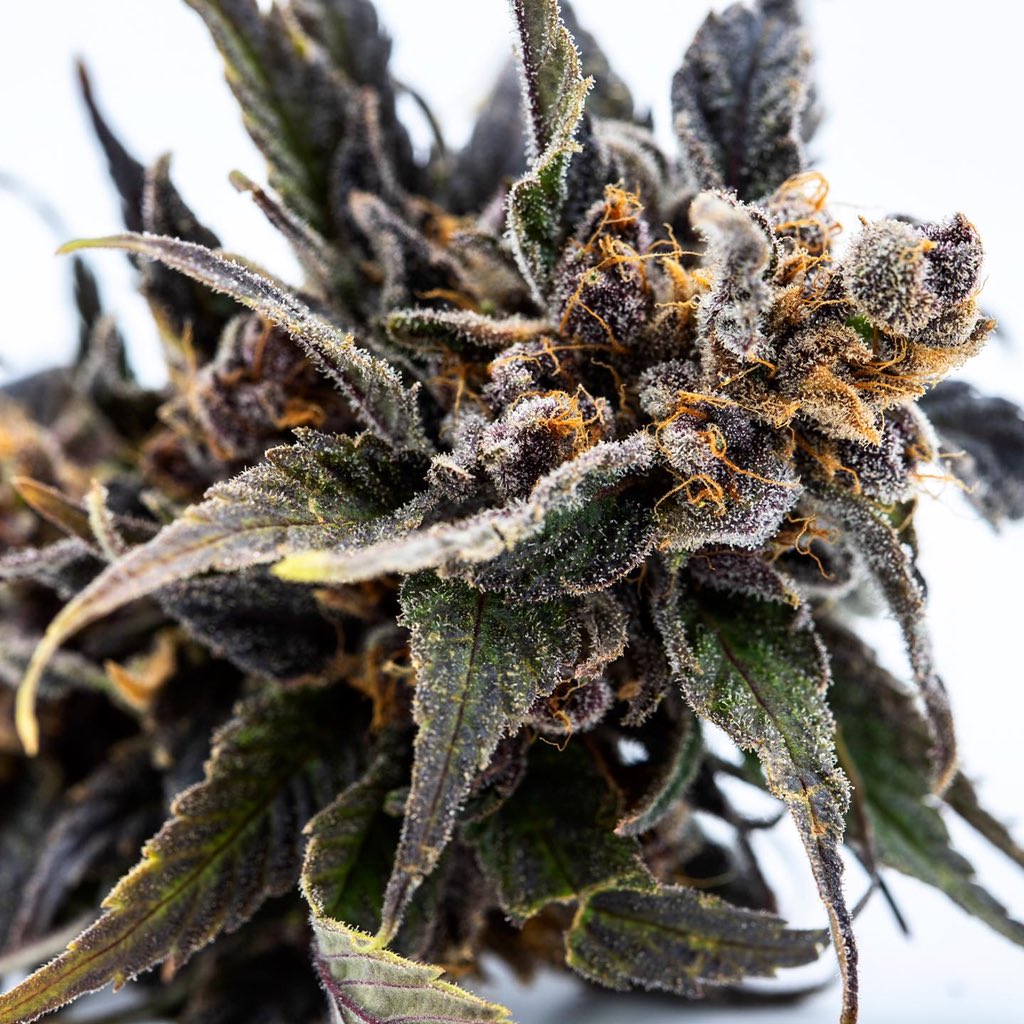 puremmj's tweet photo. Juicy Fruit 🔥🍎🔥 looking frosty ❄️ for the Sunday snow day •
•
•
•
#cccmmj #puremmj #budder #wax #shatter #flavors #hash #cannabiscommunity #mmj #harvest #getpurecannabis #cbd #pureterps  #terpenes #wakeandbake #cannabisculture #sundayfunday #sunday 📸: @ThcSamuel https://t.co/jtHKtmf9w0