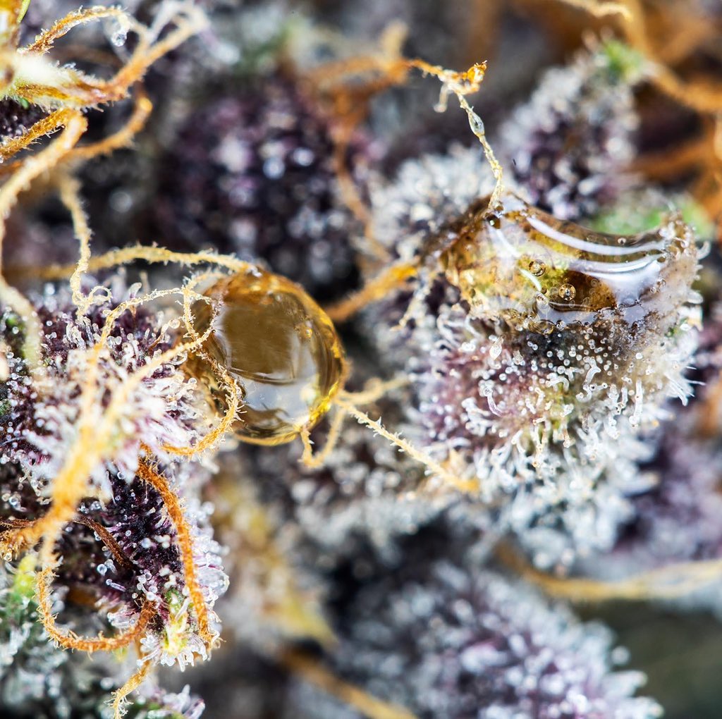 puremmj's tweet photo. Juicy Fruit 🔥🍎🔥 looking frosty ❄️ for the Sunday snow day •
•
•
•
#cccmmj #puremmj #budder #wax #shatter #flavors #hash #cannabiscommunity #mmj #harvest #getpurecannabis #cbd #pureterps  #terpenes #wakeandbake #cannabisculture #sundayfunday #sunday 📸: @ThcSamuel https://t.co/jtHKtmf9w0