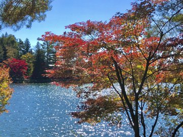 北八ヶ岳ロープウェイの紅葉21 見頃や口コミ最新状況など 情報発信ブログサイト Blue Rose