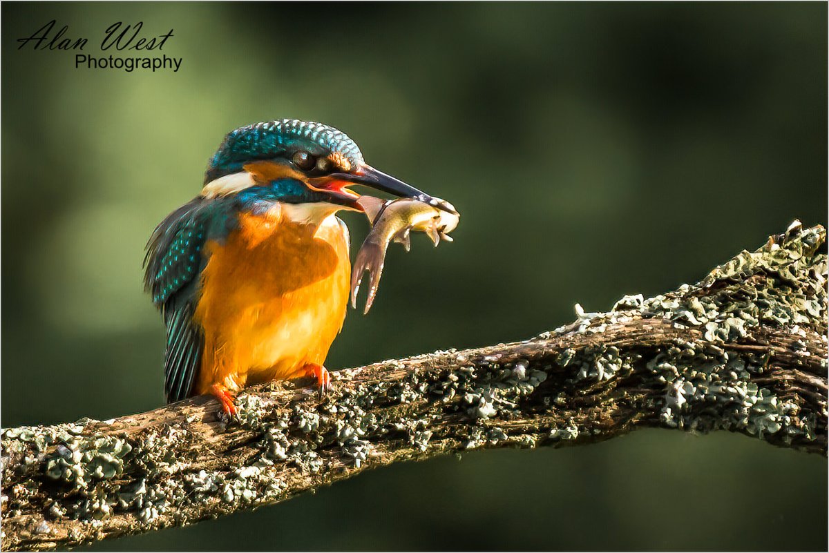 AlanStevenWest's tweet photo. A Kingfisher with its catch. Taken during a visit to a hide in Hampshire.

© Alan West Photography

#photography #wildlifephotography #wildlife #birdphotography #birds #kingfisher #britishwildlife #britishbirds https://t.co/KpEpW9unhi
