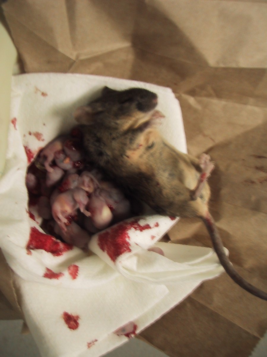 One experimenter cut 8-day-old rat pups' heads off with SCISSORS. RT if you know it's wrong. #EndAnimalTesting