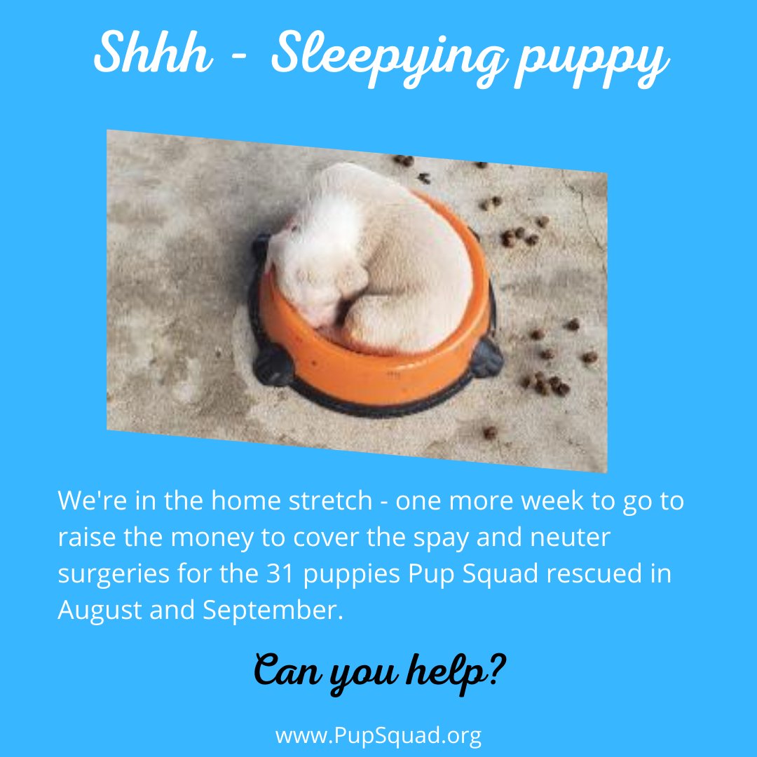 PupSquadHouston's tweet photo. 31 Days of Spay and Neuter

https://t.co/zJrjzkCb2K https://t.co/JBkPnYKEJS