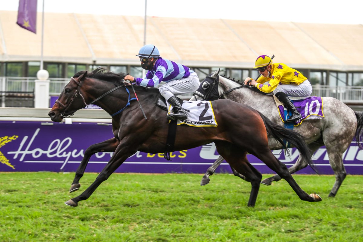 HWSyndicateZA's tweet photo. Mighty Smart headed the field for most of the way but was collared late to finish 2nd at Hollywoodbets Greyville today. He'll be back to winning ways soon. #archipenko  @Hollywoodbets @HWbetsInt https://t.co/RvXwabJ0vM