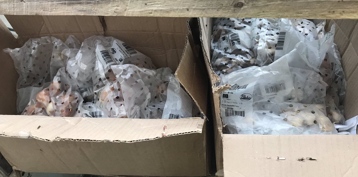 86_plot's tweet photo. 1st leek harvest of the year, a couple of hundred assorted bulbs planted, and a couple of hundred still to go in! #bulbs #springbulbs #gyo #allotment #nodig #leek https://t.co/0P6pc2O9rg