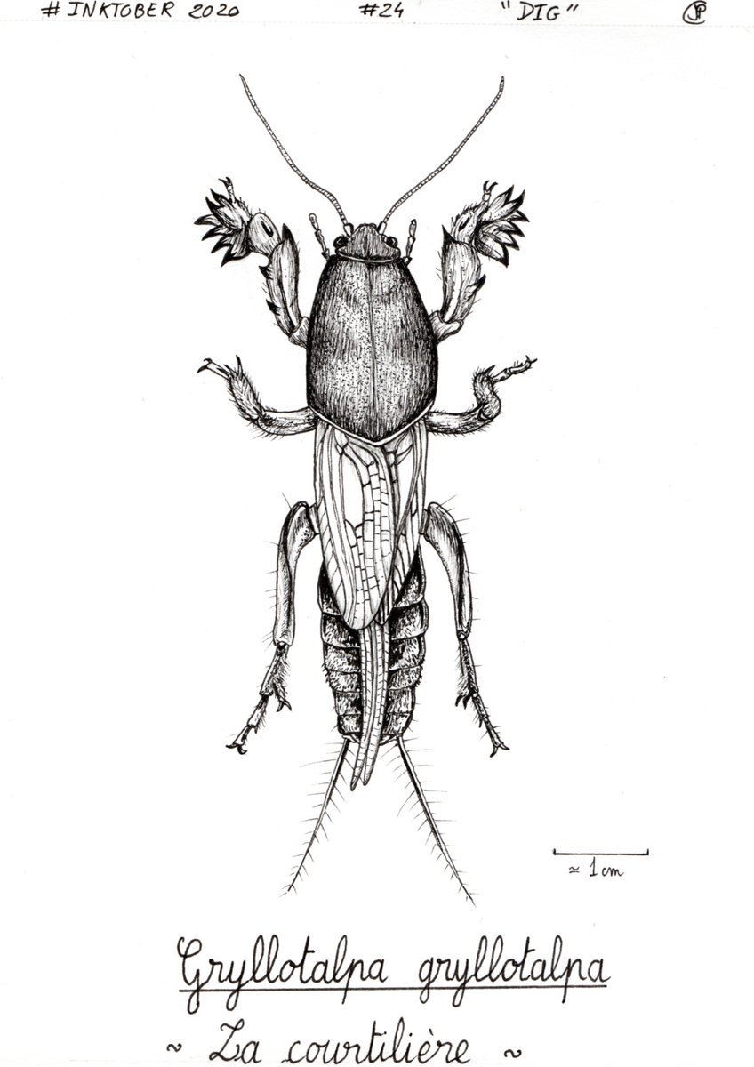 Twoucan Muni の注目ツイート イラスト マンガ