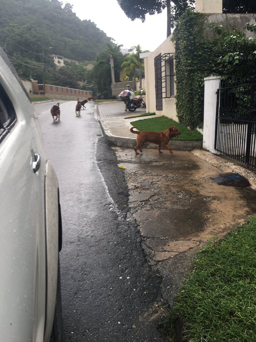 There are 5 (male?) dogs running around Norbrook.
Anybody can help to identify them/the owner?