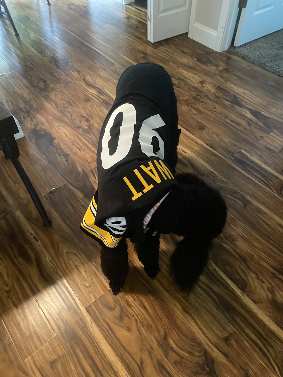 tasha_maples's tweet photo. Mia says Go Steelers 💛🖤 #SteelerNation #BeatTheTitans #poodlelife https://t.co/YPB2iF0gQP